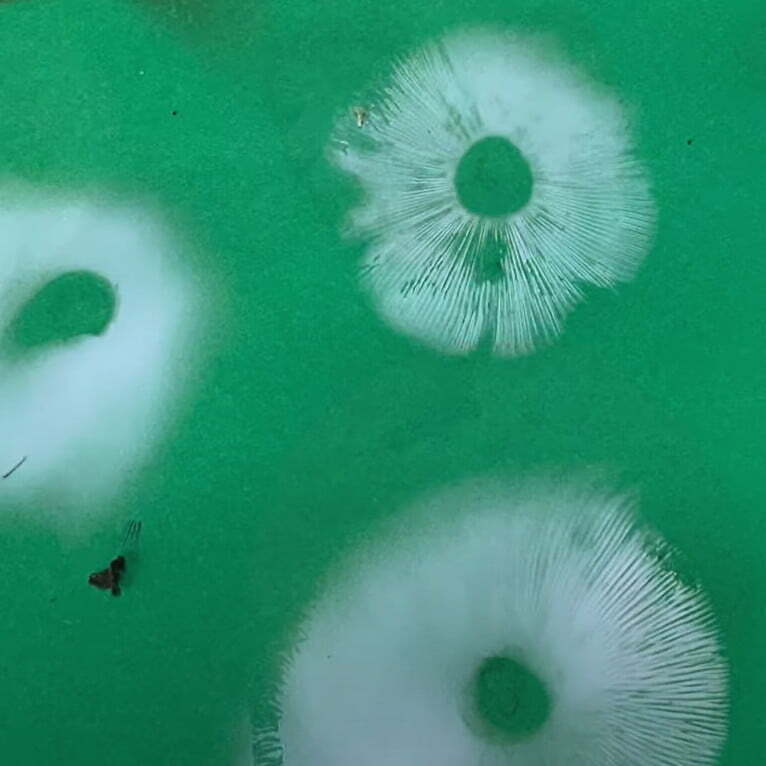 Mønstre af svampesporer på mørkt karton